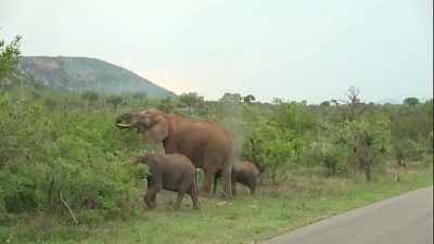 Hot white on black amateur couple dogging around Africa